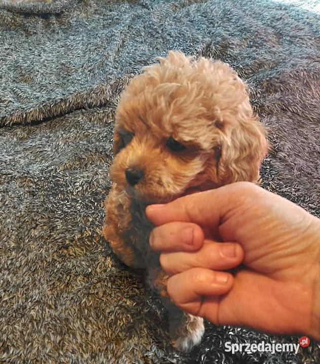 Maltipoo sunia red Wyszków sprzedam