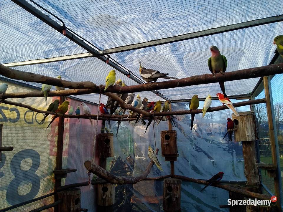 papugi dolnośląskie Głogów