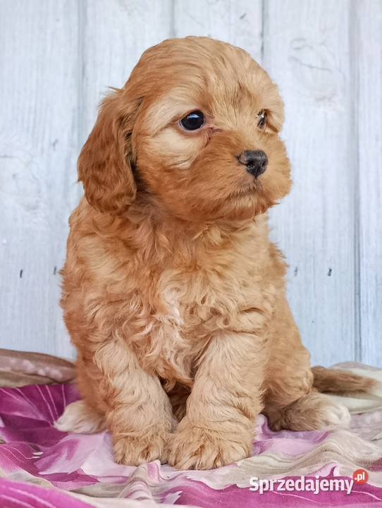 Cavapoo szczenięta Krapkowice