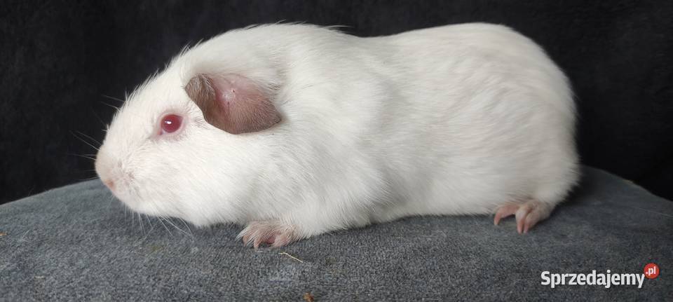 Świnka morska cavia self gładkowłosa z hodowli Dąbrowa Górnicza