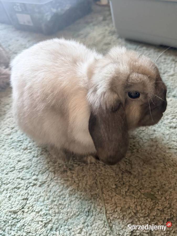 Królik mini lop Września