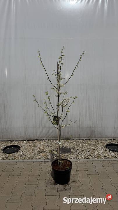 Judaszowiec Texas White Kobyla Góra