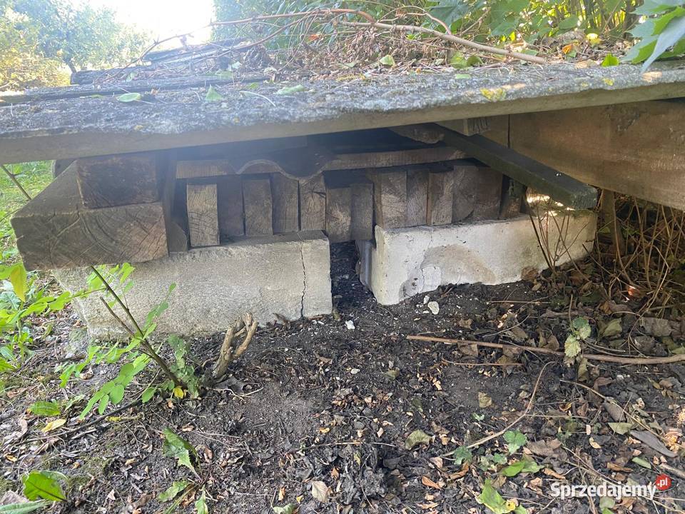 Belki legary Włocławek