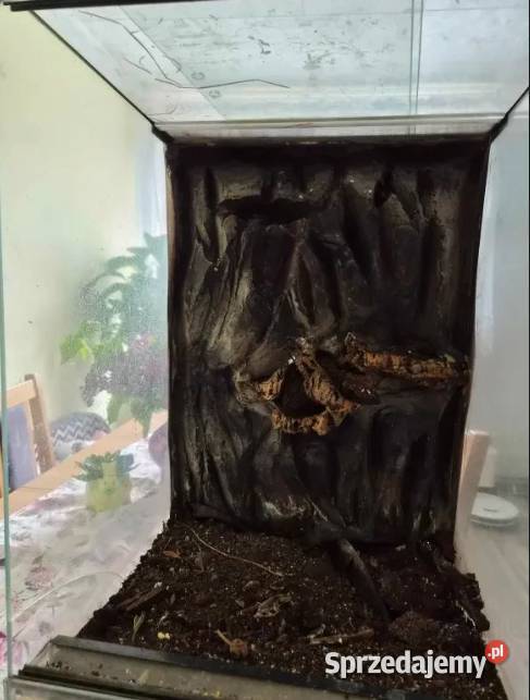 Terrarium gekona 40x40x60 zachodniopomorskie Trzebiatów