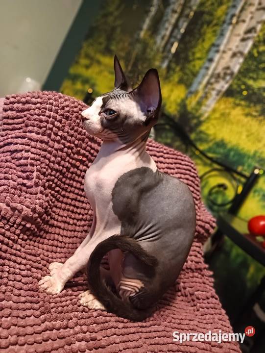 Sfinks Kanadyjski kotka FPL Sfinks