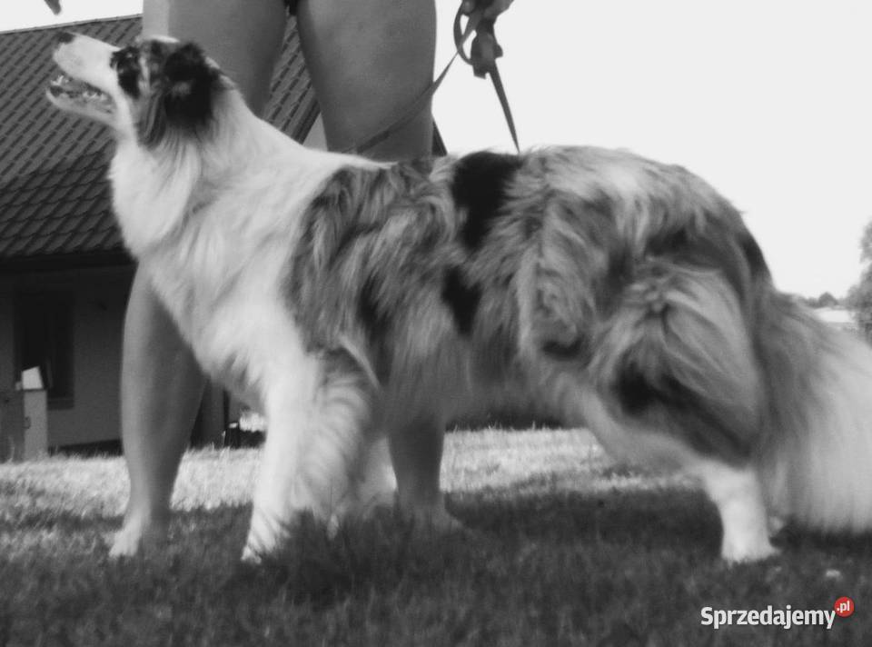 Border Collie FCI suczka do dogoterapii dotowa