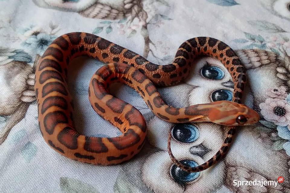 Wąż zbożowy węże zbożowe zbożówka SCALELESS bez