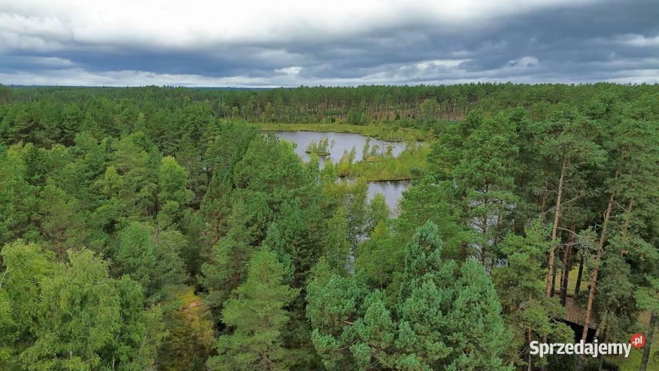 WŁASNY LAS I DOM 260 M 62 HA PRYWATNEJ Tuszkowy