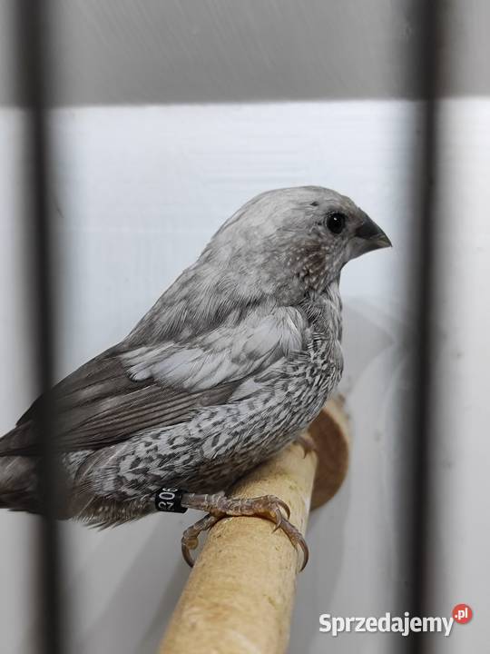 Mewka Japońska szara samiec 2025 małopolskie Myślenice