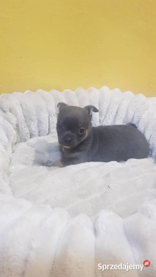 Śliczny piesek chihuahua Warszawy Płońsk