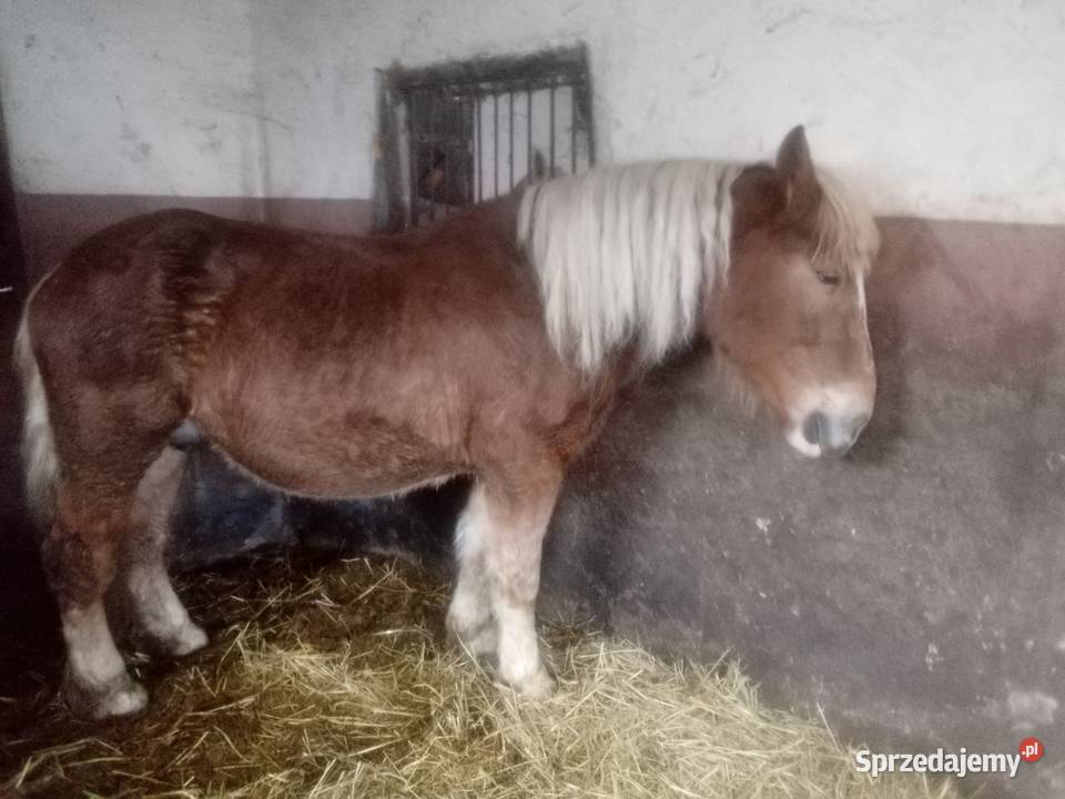 Klacz zimnokrwista źrebna świętokrzyskie Piórków