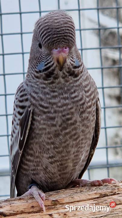 papużka falista blackface Wrocław sprzedam