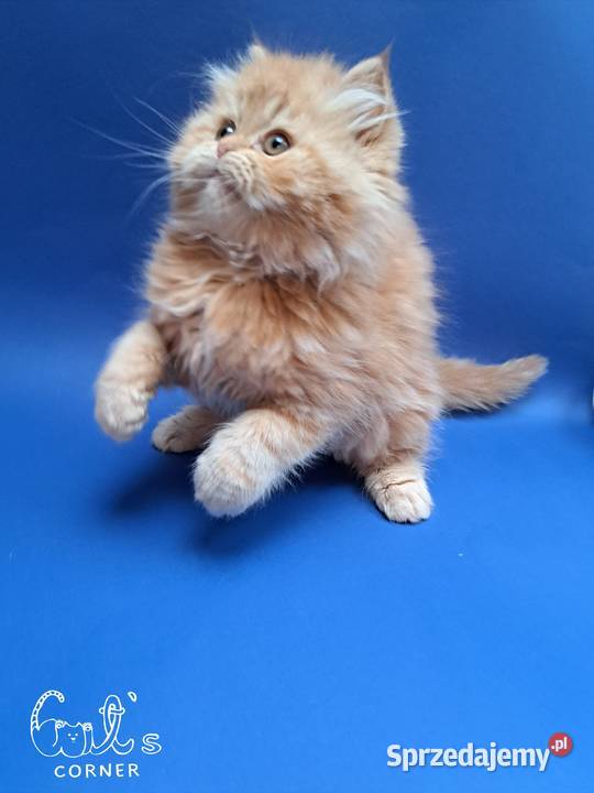 Śliczne kocięta perskie Zamość