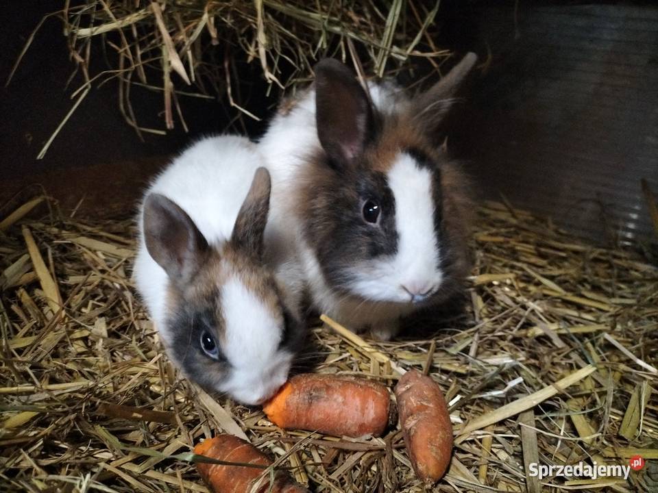 Króliki miniaturki Prywatna Hodowla Obręb