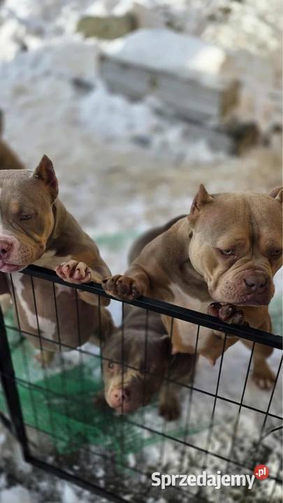 Szczeniaki American Bully Pocket Pozostałe Zakopane