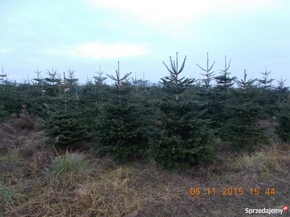 CHOINKI JODŁA KAUKASKA mazowieckie Mszczonów