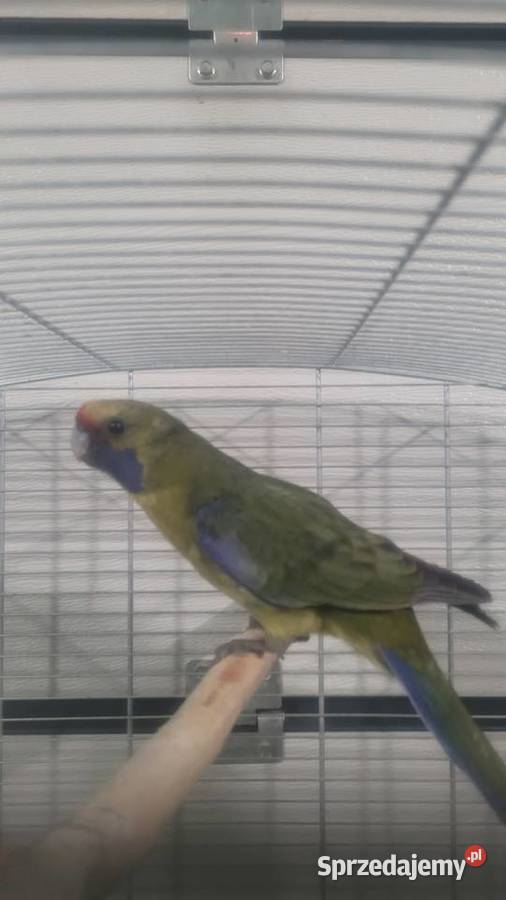 Papuga Rozella kaledońska Wieliczka