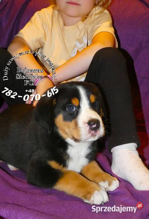 Duży Szwajcarski Pies Pasterski szczeniak Dąbrowa Górnicza