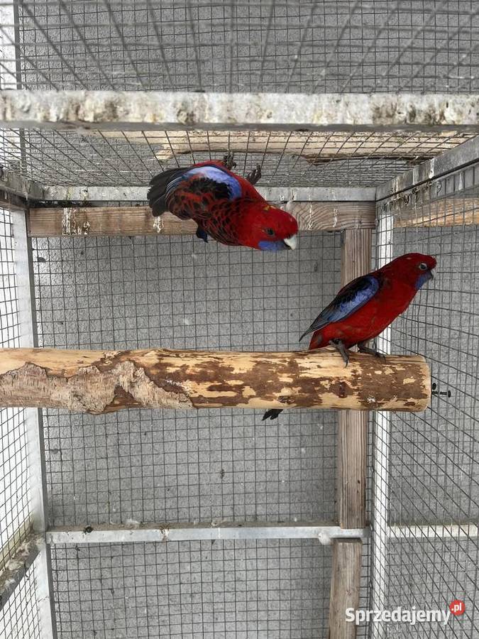 Rozelle królewskie Ptaki sprzedam