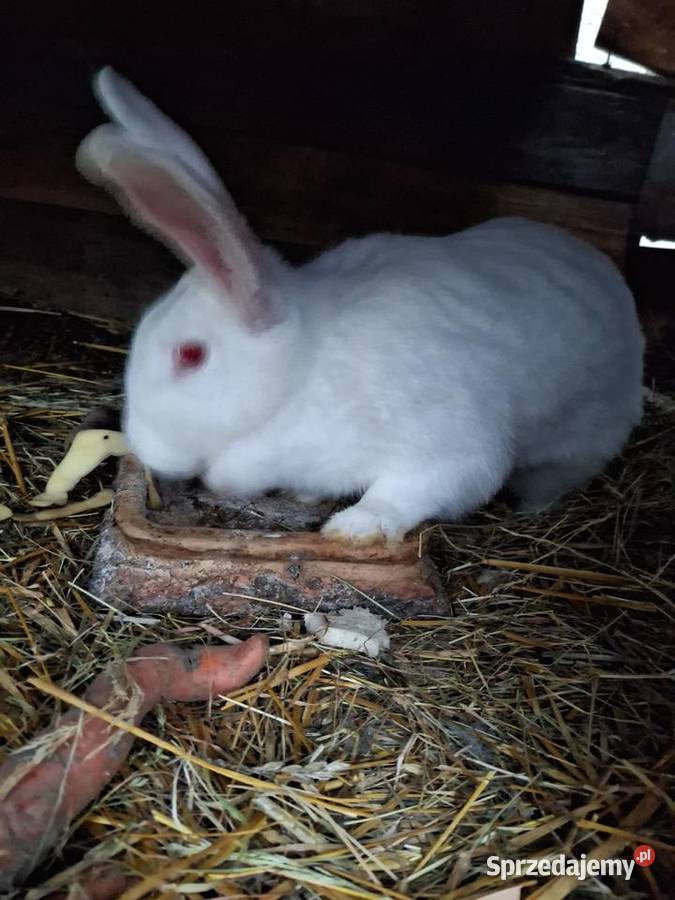 Królica termondzka kotna