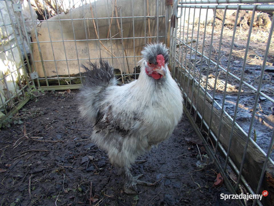 Kury miniaturki Jedwabiste