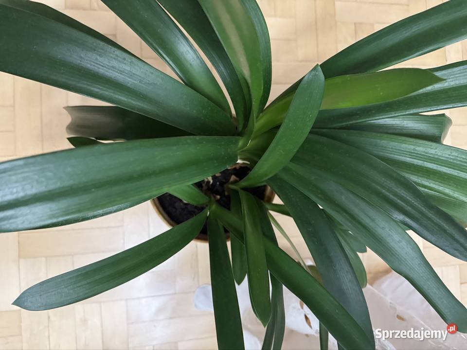 Kliwia pomarańczowa doniczkowa clivia miniata