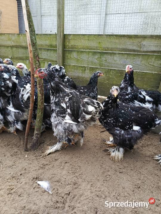 Kury Kochin Olbrzymi Pamiątkowo