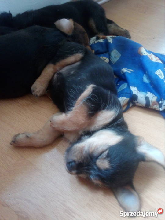 Oddam szczeniaczki Grudziądz