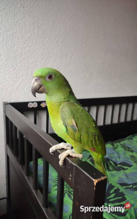 Papuga Amazona auropalliata amazonka żółtoszyja