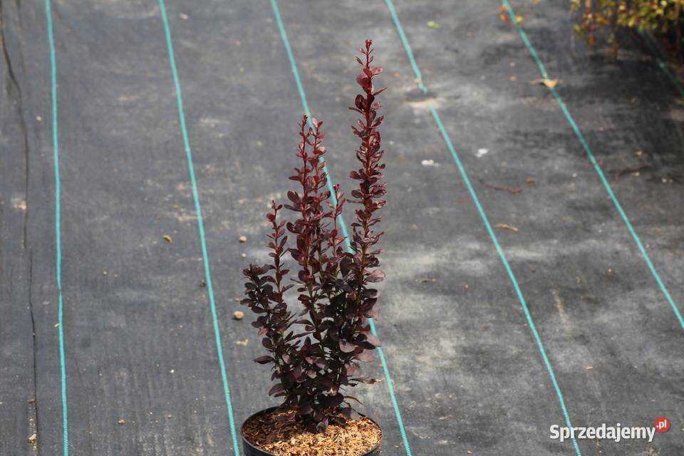 Berberys Thunberga Helmond Pillar Imbramowice