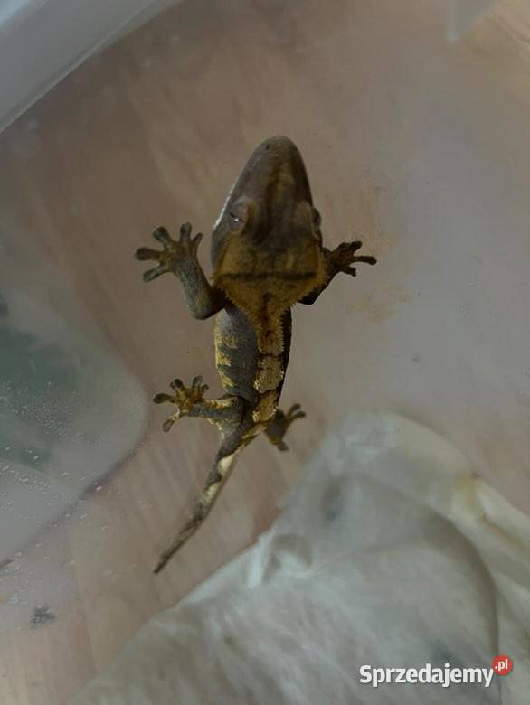 Gekony orzęsione Radom