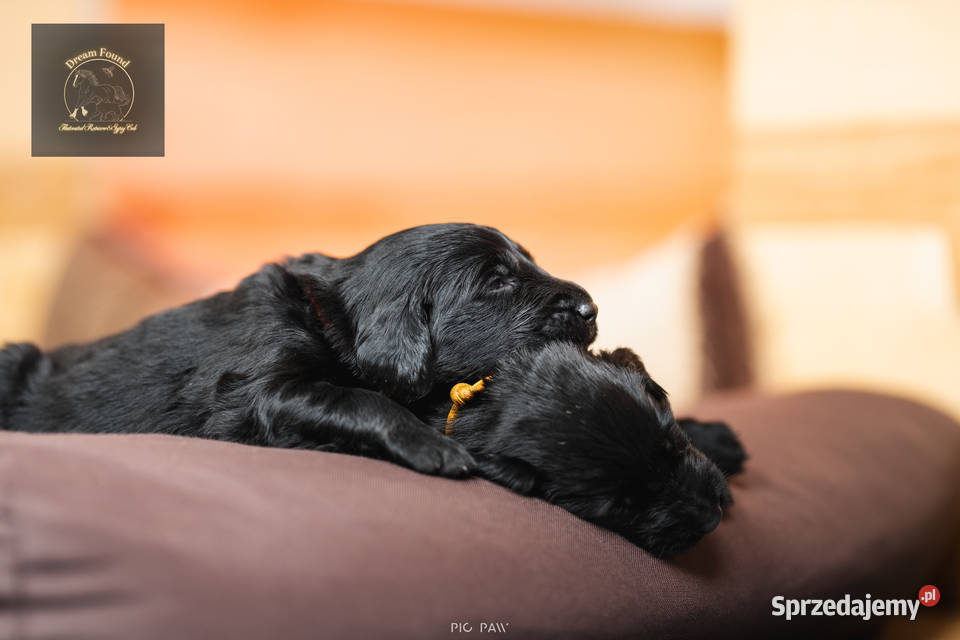 Flat Coated Retriever domowa hodowla FCI Kiełpin