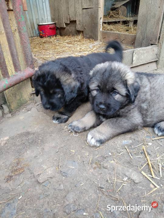 Sprzedam szczeniaki owczarek kaukaski Staszów