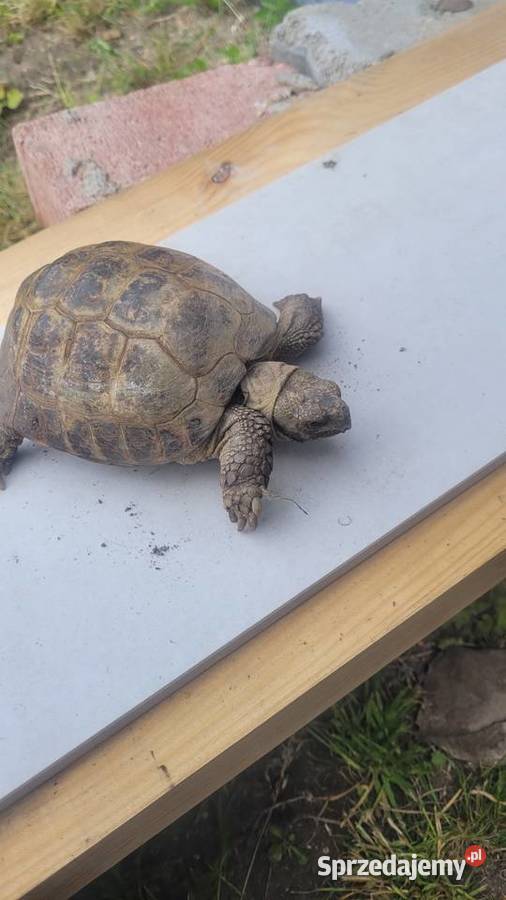 Żółw stepowy Sławno