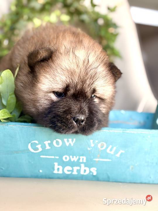 Chow chow FCI zkwp Gubin