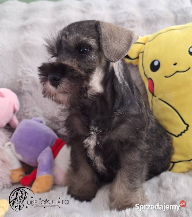 Sznaucer miniaturowy pieprz I sól rodowód Stargard