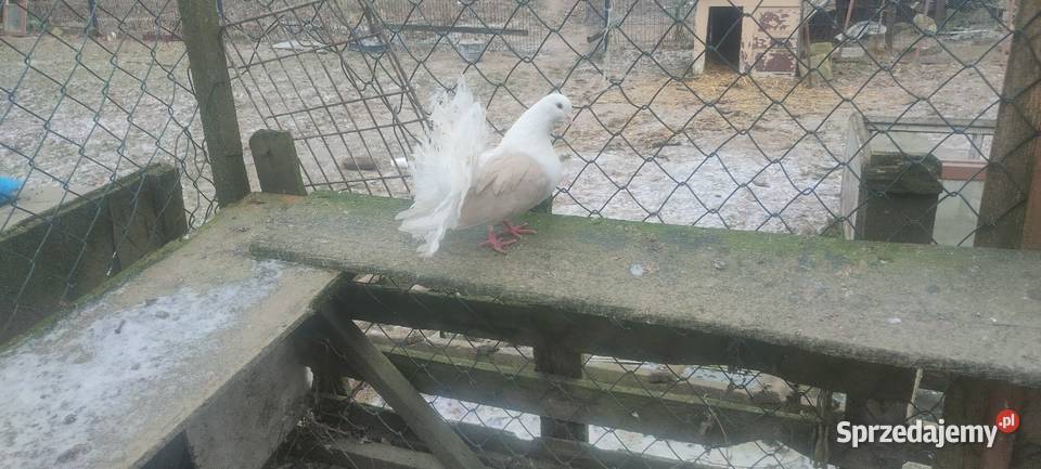 Pawiki samce Tokarówka