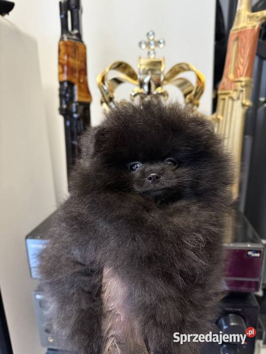 Szpic miniaturowy Pomeranian suczka Szpic miniaturowy
