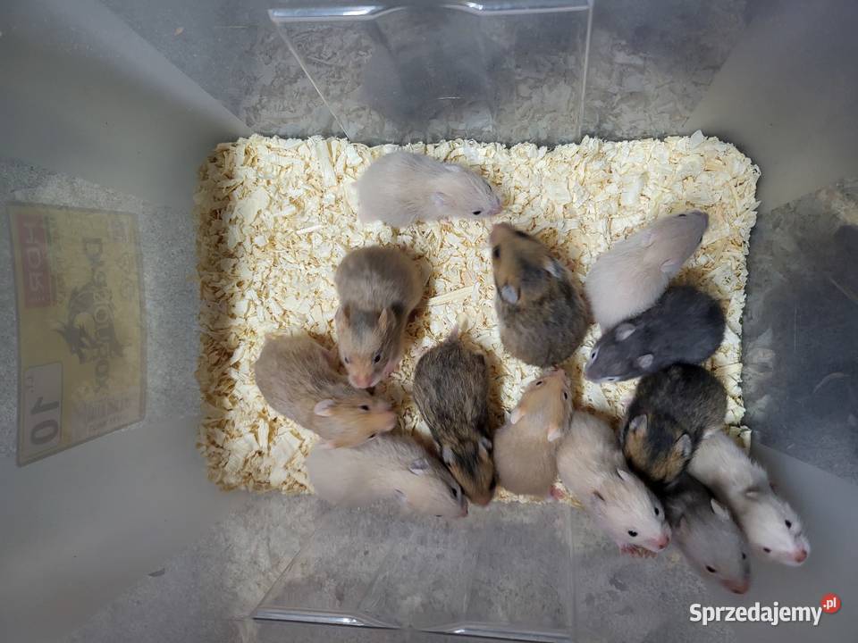 Chomiki syryjskie dolnośląskie Wrocław