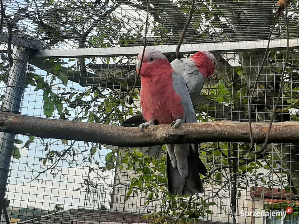 Kakadu różowe para 23r Skała