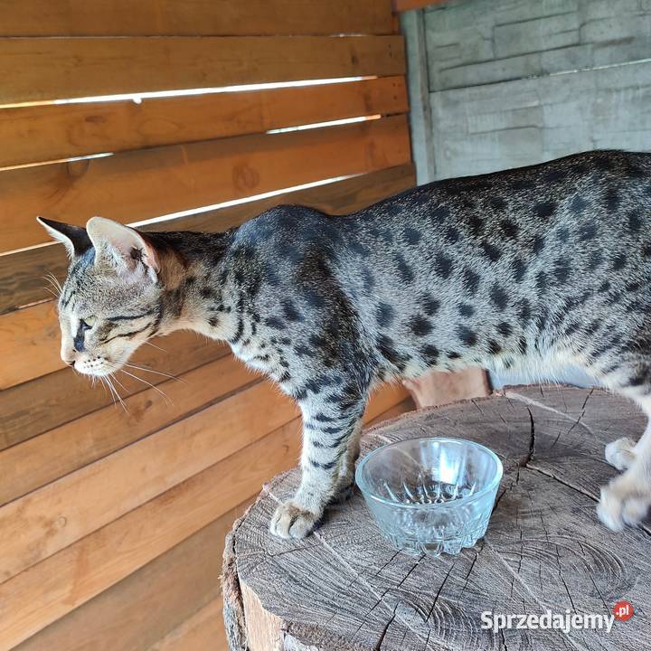 Kocurki savannah f5 Piąte pokolenie serwalu Jarantowice