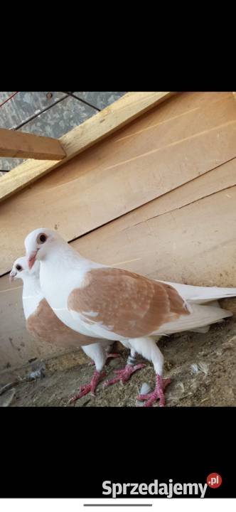 Gołębie śląskie tarczowe Lubraniec sprzedam