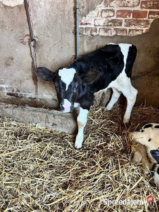 Byczek Bydło lubelskie