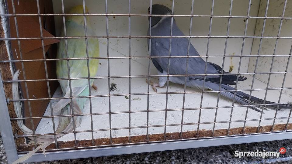 Sprzedam papugi Chrzelice