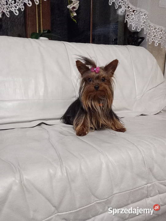 Yorkshire terrier mini suczka xs Opole