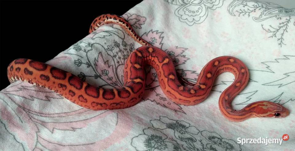 Samica SCALELESS Red Factor het Hypo Diffused Warszawa sprzedam