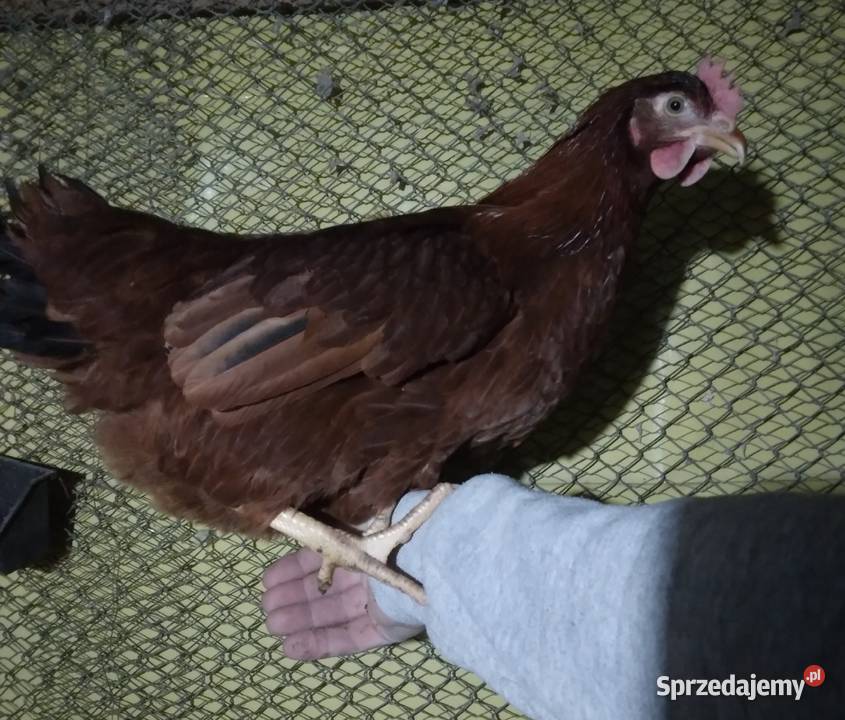 Kury nioski rosa dominant leghorn Nowa Karczma