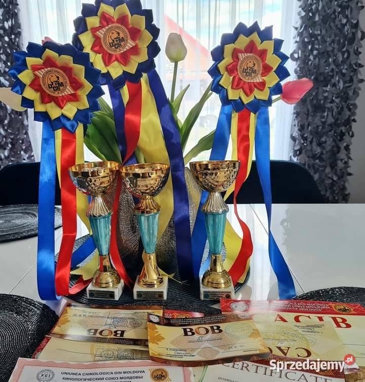 Reproduktor golden retriever ZKWP opolskie Opole