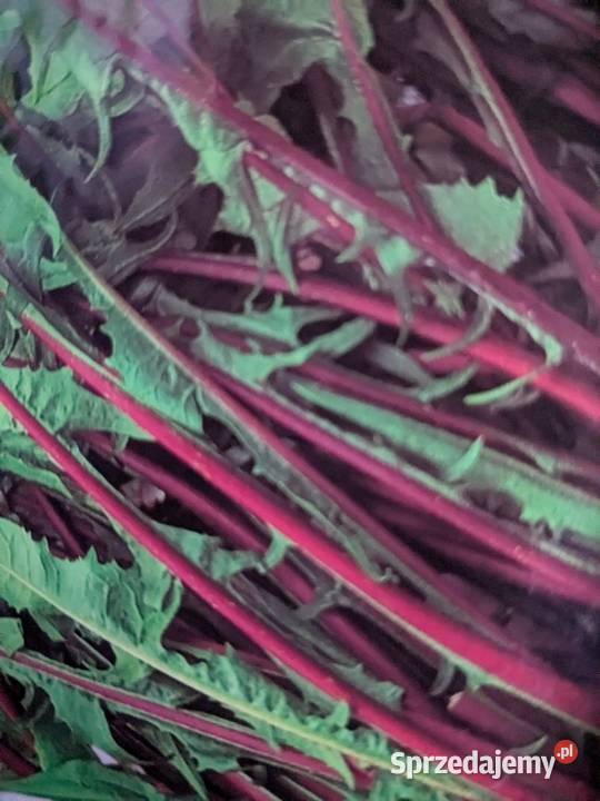 Sałaty świata Nasiona unikatowych odmian