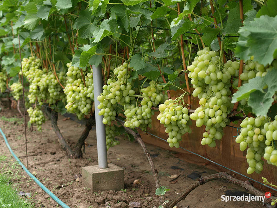 Winogron sadzonki winorośli deserowych